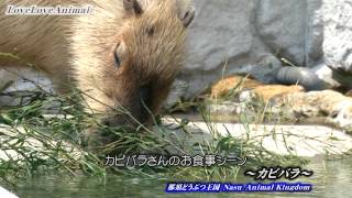 ちょっとカピバラさんに怒られました_Capybara【那須どうぶつ王国】