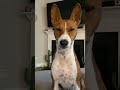 Basenji dog wants to go for a walk 🐕