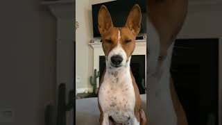 Basenji dog wants to go for a walk 🐕