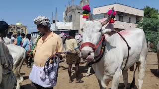 Biggest Size Maharashtra Killari Bull || Yemmiganur Cattle Market