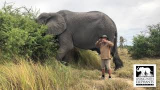 Two Kinds of African Elephant | Living With Elephants Foundation | Botwana