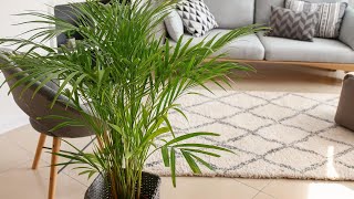 8 Houseplants That Can Help Clean Indoor Air | Genius Life Author Max Lugavere