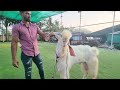 the king of hansa goats biggest hansa bakre india labbaik goat farm.