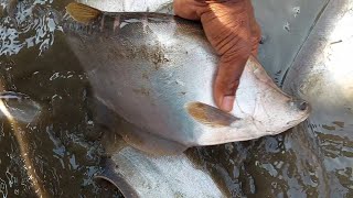 চিতল মাছ দিয়ে নৌকা বোজাই | net fishing | Sundarban fishing