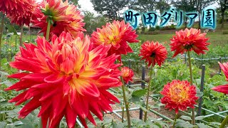 TOKYO. Machida Dahlia Gardens 2020 Summer color.#4K #町田ダリア園