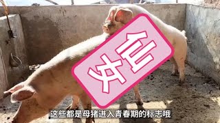 母猪在发情期与公猪做亲密接触关系