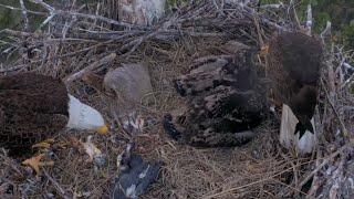 Clive 🦅 brings fish 🐟 and start feeding | Captiva Eagle Cam | Feb 1, 2025