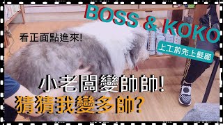 寵物 古牧犬/小老闆First Time美容ft.Q瑪寵物美容