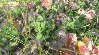 【自然農】2022年2月3日　菌の繁殖が目に見えるぼかし・順調な極早生玉ねぎなど【natural farming】