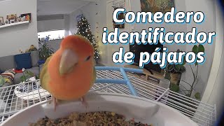 Probando el nuevo Comedero identificador de pájaros de Netvue