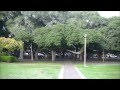 Maui 2014 - Massive Banyan Tree on Front Street, Lahaina