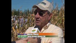 Maíz - Jornada a Campo Maices KWS en Crespo - Héctor Pfharer