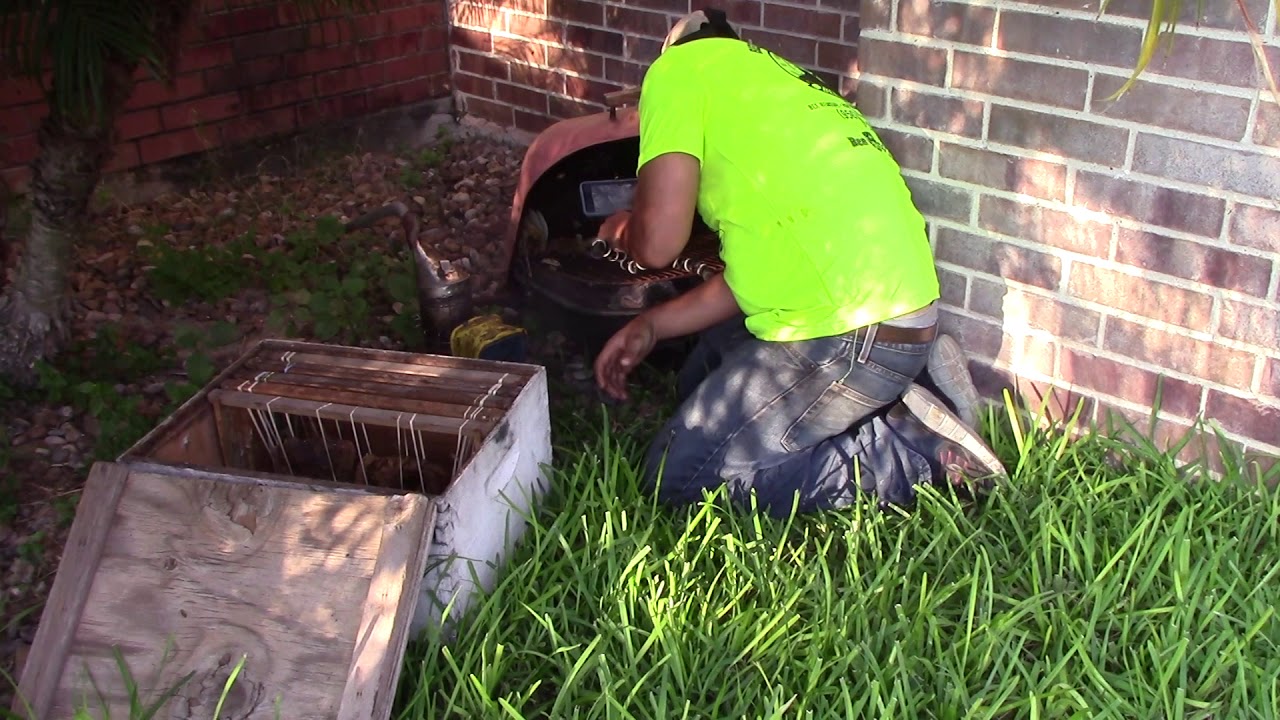 Honey Bee Hive Removal In Weslaco,TX By Luis Slayton Of Bee Strong ...