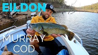 FINALLY! - My first Lake Eildon Murray Cod!