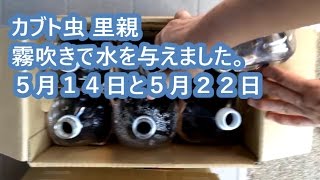 三鷹商工祭り！商工まつりで子供達に売るカブト虫を育てる。