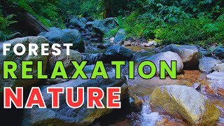 Relaxation || Relaxing water forest sound #relaxation