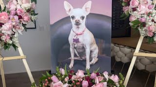 R.I.P Princesa.We Will All Miss You😪😭❤