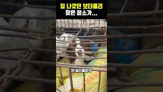 집 나갔던 보더콜리 찾은 장소가...