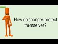 how do sponges protect themselves