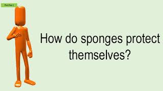 How Do Sponges Protect Themselves?