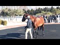 【2019ＪＢＢＡ日本軽種馬協会 種牡馬展示会（７）】マクフィ