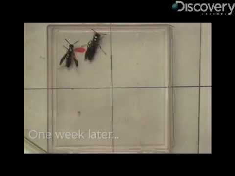 Top 5 Science Videos Youtube