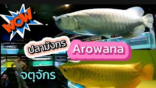 Ep147 ปลามังกร Arowana ตลาดสัตว์เลี้ยงจตุจักร ร้านเล็กทุ่งครุ,MBK Arowana,K4,  BELL และ ย้ง อโรวนา