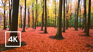 The Hague - Netherlands 🇳🇱 Rainy Forest Walk for Study or Relaxing