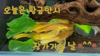 황금 안시 롱핀 장가 보내기 - 종어항 입수 - Ansistrus Pleco