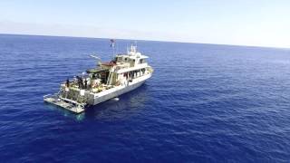 Guadalupe Great White Shark Diving - Above & Below