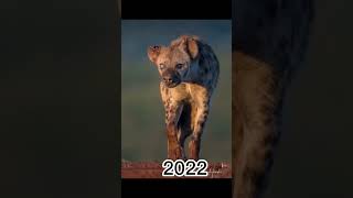 2023 Hyena and 5000bce hyena||mythical biology|| #shortvideo #shortvideo