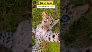 Tiger baby video 🐅 😱 #animals #trending #travel #tiktok #music #yt #ytshorts #youtubeshorts