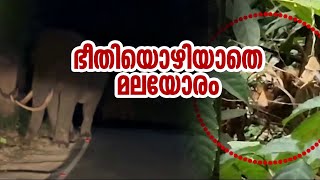 കണ്ണൂരിൽ കടുവ, മൂന്നാറിൽ പടയപ്പ! വന്യമൃഗ ശല്യത്തിൽ പൊറുതിമുട്ടി നാട്