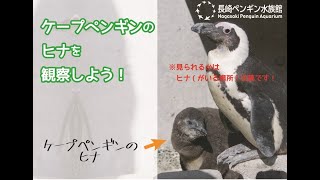 [2/19] ケープペンギンのヒナを観察しよう！