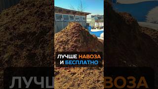 Одна ложка на ведро воды: секрет плодородия почвы #огород #дача #почва #удобрение