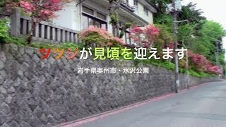 岩手県奥州市・水沢公園のツツジが見頃を迎えます。