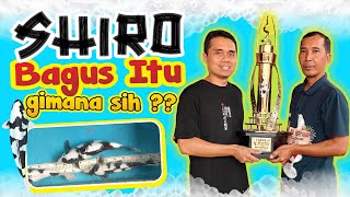 CARA MUDAH MEMILIH SHIRO UTSURI JUARA