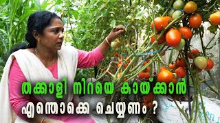 Tomato Growing Tips Malayalam l  തക്കാളി നിറയെ കായ്ക്കാൻ എന്തൊക്കെ ചെയ്യണം ?   Thakkali Krishi