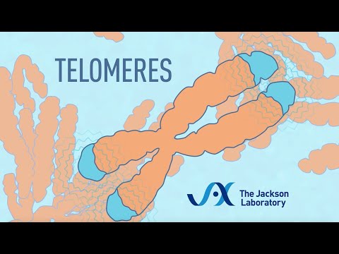 What is the effect of telomere caps on cancer cells?