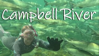 Snorkeling with salmon in Campbell River (2023)