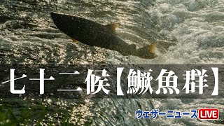 12月16日からは、七十二候「鱖魚群（さけのうおむらがる）」