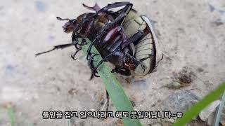 사슴풍뎅이 짝짓기 (Deer beetle mating)