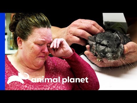 Sickly Chinchilla Leaves Owner in Tears Sickly Chinchilla Leaves Owner in Tears