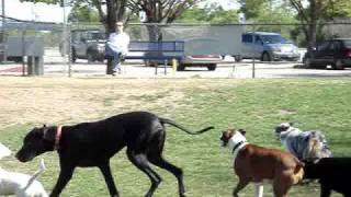 Our boxer Luke playing with Marmaduke at Fort Woof