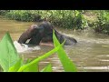 Ton Oi wading into the pool for the first time at Hidden Forest Elephant Reserve, in Chalong, Phuket