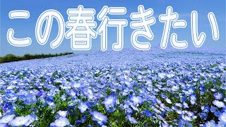 【GWに行きたい】国営ひたち海浜公園のネモフィラを見物