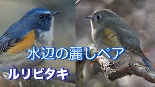 ルリビタキ［Red-flanked Bluetail］の麗しペア！端正なフォルムと羽の美しさ。マヒワやミソサザイもいます。