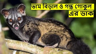 ভাম বিড়ালের ডাক | Civet Cat Sound at Night | Indian Palm Civet Voice | bham biral dak @wildindiamit