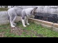 たわしをくわえて走り回るハスキー犬がかわいすぎる！　husky puppy