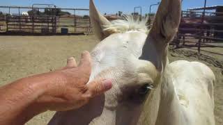 FOR MAKAYLA:  DUNALINO COLT TURNING 3 MONTHS OLD